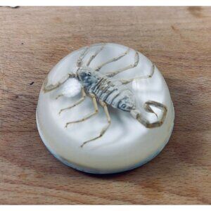Real Scorpion Paperweight In Resin Dome With Felt Bottom